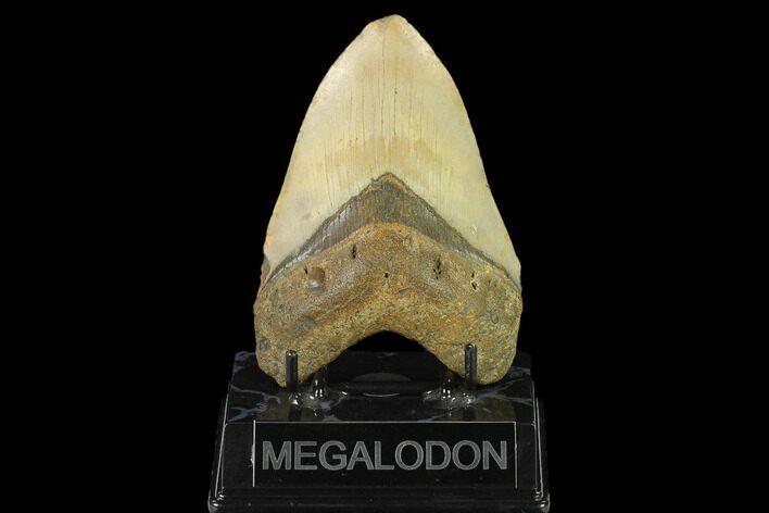 Fossil Megalodon Tooth - North Carolina #124922
